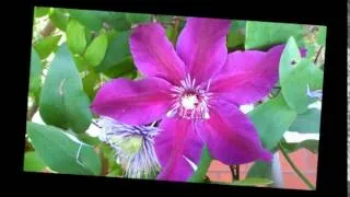 Kwiaty lata w moim ogrodzie...✿ڿڰۣ /Muzyka - Nikos Ignatiadis - "Gardenia"/