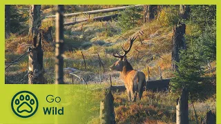 Bavarian Forest - Deep, Dark and Enchanted - Go Wild