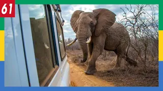 Un éléphant nous charge au Gabon ! Mon voyage seul en Afrique