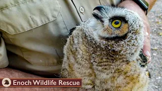 Young Great Horned Owl