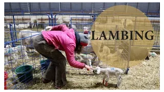 Last Lambing of 2018 (A CHRISTMAS SPECIAL):  Vlog 112