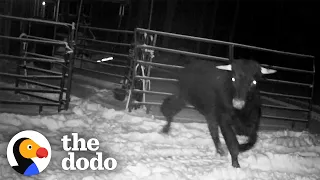 Cop Spends 8 MONTHS Trying To Catch An Escaped Beefalo | The Dodo Comeback Kids
