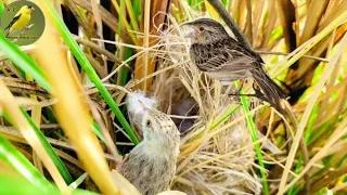 Sparrow Making Nest || Amazing Sparrow Bird Nesting || Natural Wildlife Style