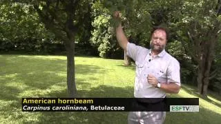 Trees with Don Leopold - American hornbeam