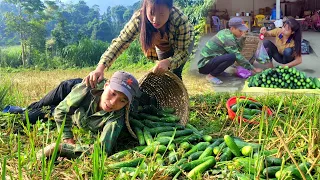 Harvest cucumbers and bring them to the market to sell, Live with nature | Linh's Life