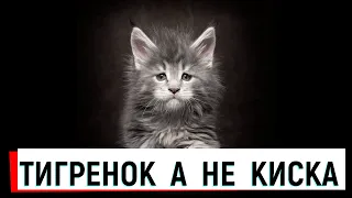 СМЕШНЫЕ КОТЫ И КОШКИ. Кошки 2019 приколы с котами. Funny cats.