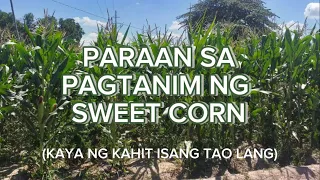 Paraan ng Pagtanim ng Sweet Corn (Kaya ng Kahit Isang Tao Lang) | Episode 1