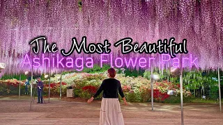 Breathtaking Japanese Wisteria at the Ashikaga Flower Park in Tochigi Prefecture
