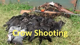 Crow Shooting at the Pig Farm