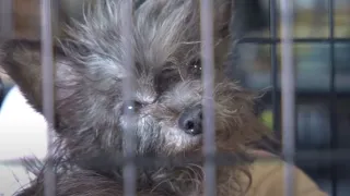 More Than 100 Animals Rescued from Arkansas Puppy Mill