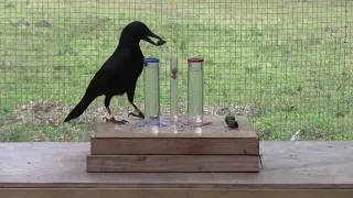 water displacement by a crow