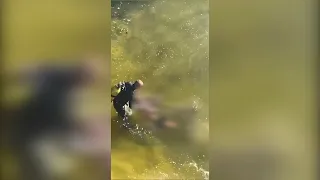 Подробиці трагедії з іноземцем, який стрибнув у воду з мосту та загинув