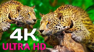 4K Video|| Animals Lover || Ultimate Wild Animals Collection In 4k || ULTRA HD || Seemanchal Expert