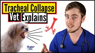 Tracheal Collapse In Dogs | How To Know If Your Dog Has A Collapsed Trachea? | Dogtor Pete