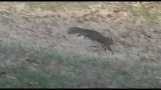 120fps Slow Motion Squirrel Jumps, Chases and Fights V24873