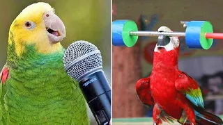 Baby Animals 🔴 Funny Parrots and Cute Birds Compilation (2022) Loros Adorables Recopilación #28