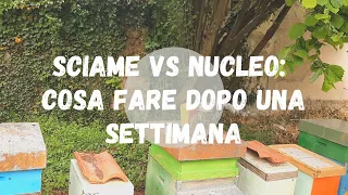 Apicoltura: sciame vs nucleo, cosa fare dopo una settimana