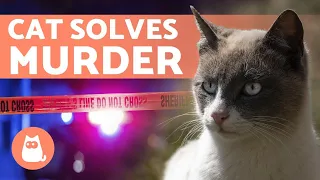 The CAT That helped SOLVE a MURDER 🙀 🐾