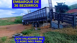 51/24 EMBARQUE DE 36 BEZERROS GOV.VALADARES MG O AGRO NÃO PARA