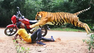 Tiger Attack Man in Forest  Tiger Attack  Fun Made Movie part - 2