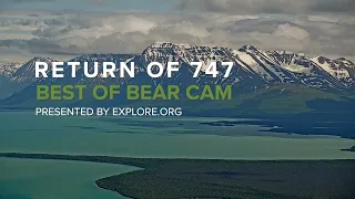 747 Returns! | Best of Bear Cam