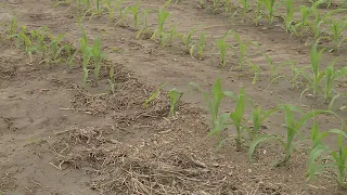 Recent rainfall has been difficult for farmers