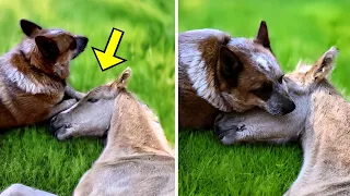 Dog Walked Up To A Dying Foal - Owner Was Completely Shocked When THIS Happened!