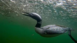 Loons Hunting Fish Like Torpedoes at Crazy Close Range Underwater