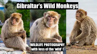 Monkeys in Gibraltar. Is it really Wildlife Photograhy? Barbary Macaques.