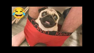 Part11: You Laugh You Lose 😍 Funniest Animals 2024 😸🐶  Cloud Memes #funny #catvideos