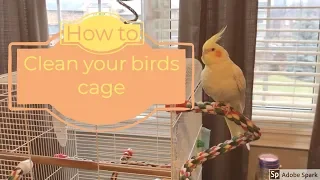 How to clean your birds cage