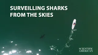 Watch close encounters between Great White sharks and people