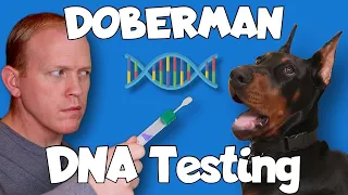 Doberman DNA Health Testing - Getting My Dog TESTED!
