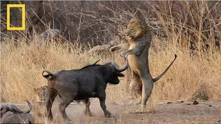 National Geographic | Lion vs Buffalo  | Nat Geo Documentary