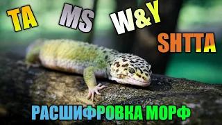 РАСШИФРОВКА МОРФ ЭУБЛЕФАРОВ / СОКРАЩЕННЫЕ НАЗВАНИЯ РАЗНЫХ МОРФ