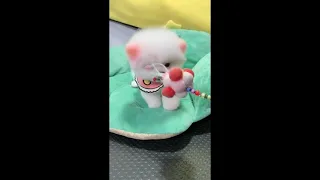 【Compilation】Dog Pet Puppy Pomeranian Grooming Teddy bear style ! dogs story #81