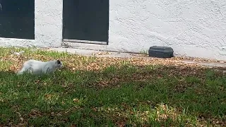 Cat wants to hunt