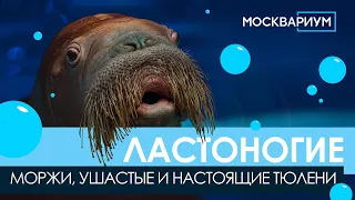 Ластоногие: моржи, ушастые и настоящие тюлени