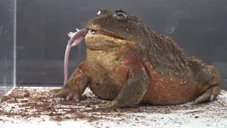 Bullfrog Eats 2 Rats - Warning Live Feedings