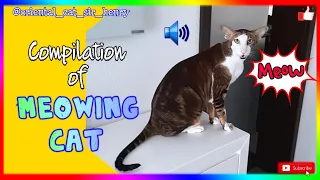 Meowing Cat Compilation LOUD🔊#shorts FUNNY Oriental Cat Talking| Ориентальный кот громко мяукает😄🐈