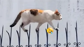 Try Not To Laugh😸🐶Funniest Cats and Dogs 2024🤣Part11