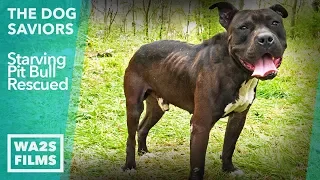 Starving Stray Pit Bull Rescued From Detroit Freeway: THE DOG SAVIORS Hope For Dogs | My DoDo