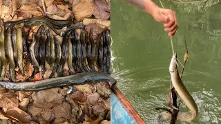 Eel fishing with longline/बाम माछा मार्ने गज्जबको उपाय/Nepali traditional fishing/primitive fishing