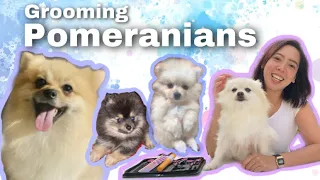 Tips on How to Groom your Pomeranian Dogs at Home ll FUNNY ENDING