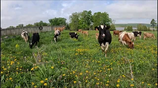 Who let the cows out!! Turning our 70 dairy cows out on pasture…🐄🐄