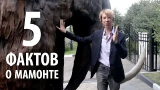 Топ 5 новых фактов о мамонте! Ярослав Попов | Палеонтологические истории