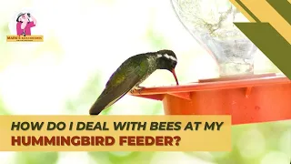 Outsmart Bees and Safeguard Your Hummingbird Feeder