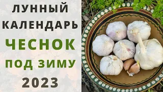 ОЗИМЫЙ ЧЕСНОК: Сроки  посадки под зиму по лунному календарю 2023: ОКТЯБРЬ, НОЯБРЬ и ДЕКАБРЬ!