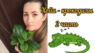 хойи - крокодилы 🐊 2 часть