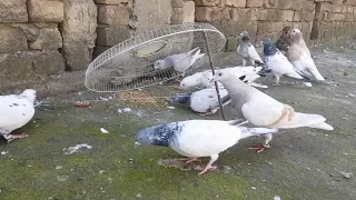 Easy and Amazing Pigeon Trap Using The Fan Cover || Bird Trap.